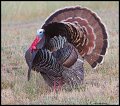 _4SB3433 wild turkey